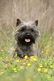 CAIRN TERRIER 640